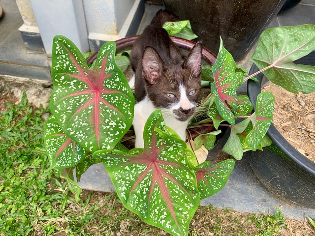 Myeni - Domestic Short Hair Cat