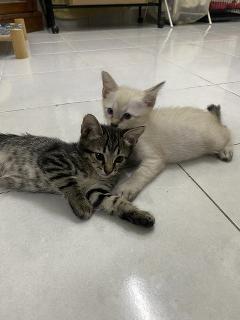 Miko &amp; Tabby - Burmese + Tabby Cat