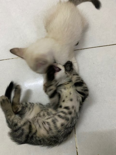 Miko &amp; Tabby - Burmese + Tabby Cat