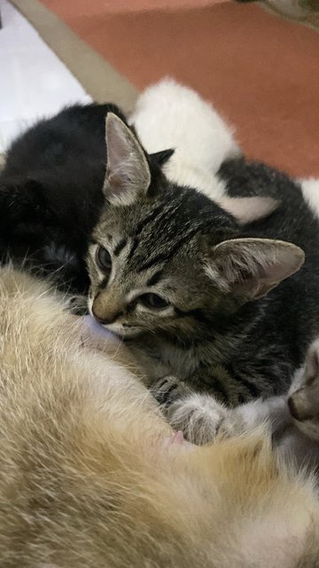 Miko &amp; Tabby - Burmese + Tabby Cat