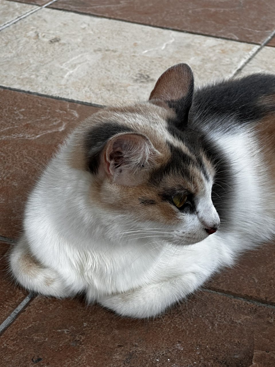 Japanese Fortune Cat - Japanese Bobtail + Domestic Short Hair Cat