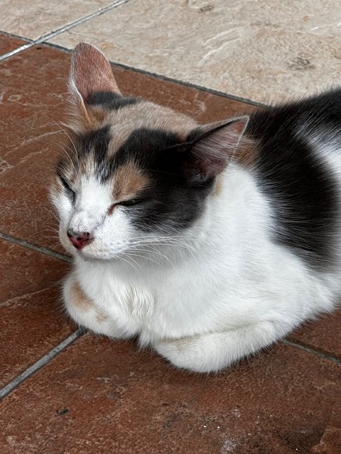 Japanese Fortune Cat - Japanese Bobtail + Domestic Short Hair Cat