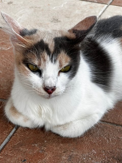 Japanese Fortune Cat - Japanese Bobtail + Domestic Short Hair Cat