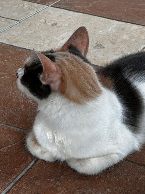 Japanese Fortune Cat - Japanese Bobtail + Domestic Short Hair Cat