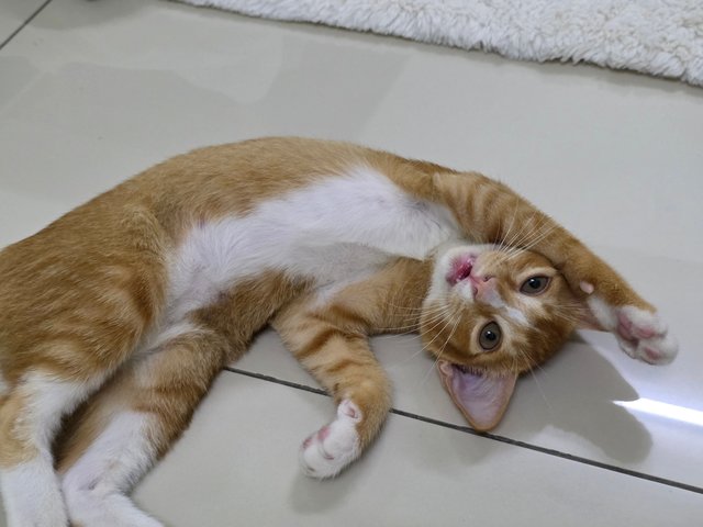 Goldie - Domestic Short Hair Cat