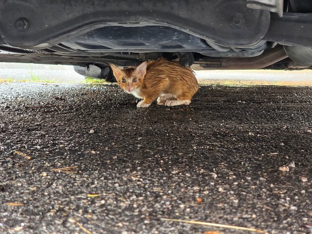 Goldie - Domestic Short Hair Cat