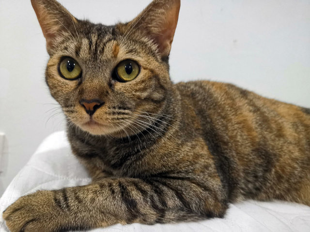 Talapia And Tenggiri - Calico Cat