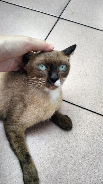 Tom Yum Manja Siamese - Siamese Cat