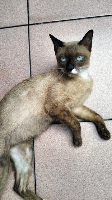 Tom Yum Manja Siamese - Siamese Cat