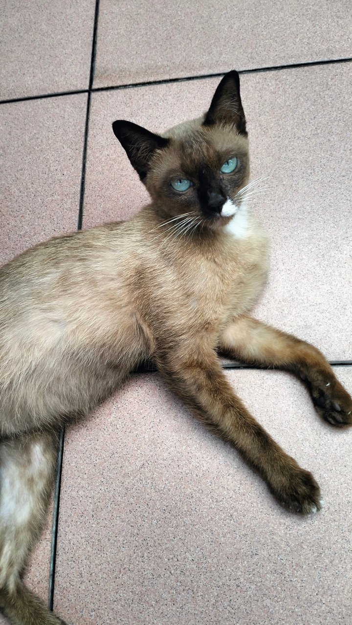 Tom Yum Manja Siamese - Siamese Cat