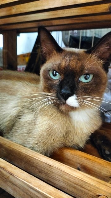 Tom Yum Manja Siamese - Siamese Cat