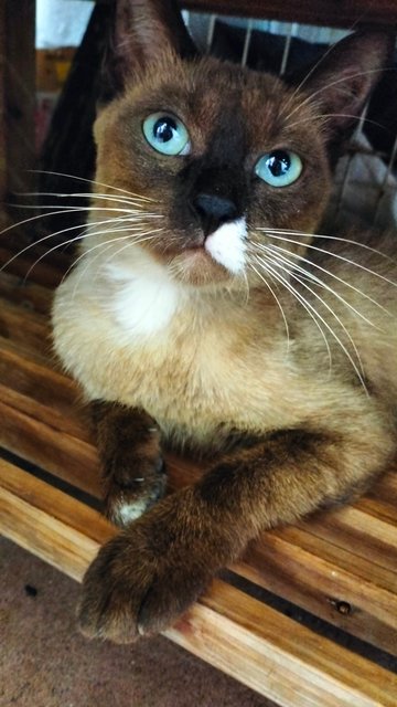 Tom Yum Manja Siamese - Siamese Cat