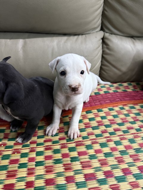 Puppy 50 - Mixed Breed Dog