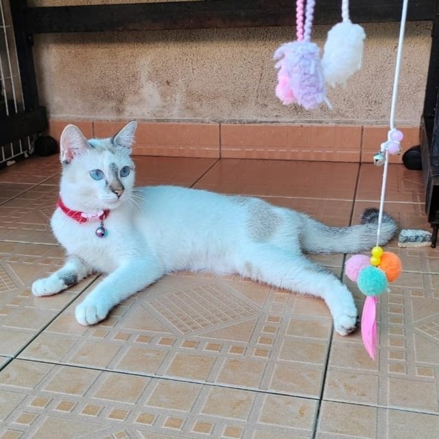 Cat- Manja  - Siamese + Domestic Short Hair Cat