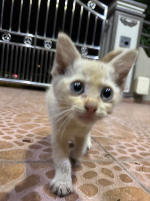 Baby Cat - Domestic Short Hair Cat