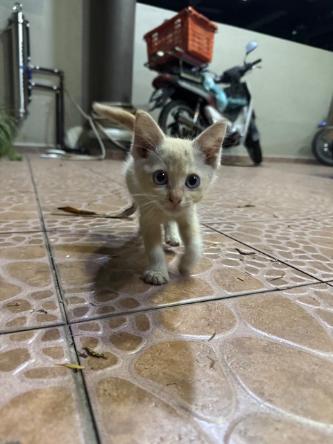 Baby Cat - Domestic Short Hair Cat