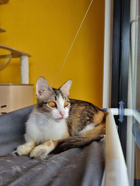 Melissa  - Calico Cat