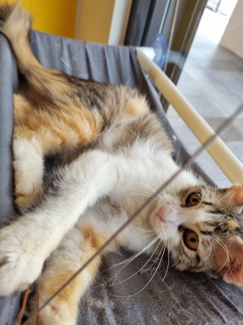 Melissa  - Calico Cat