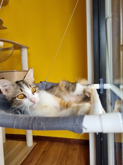 Melissa  - Calico Cat