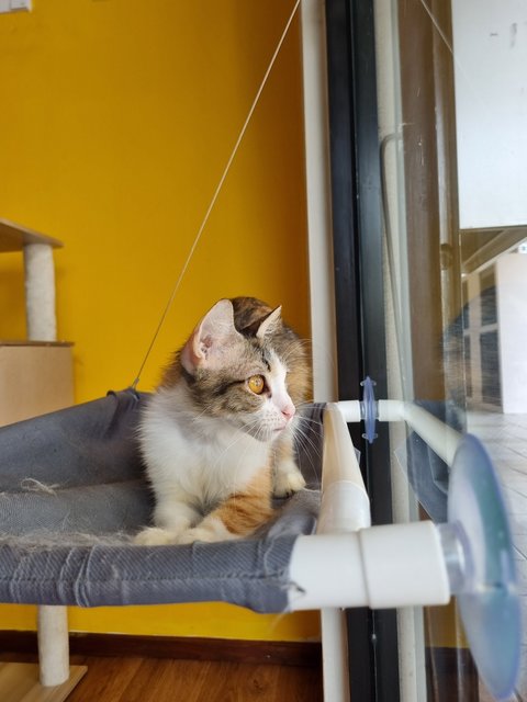 Melissa  - Calico Cat