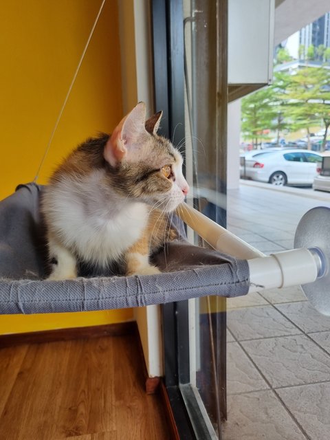 Melissa  - Calico Cat