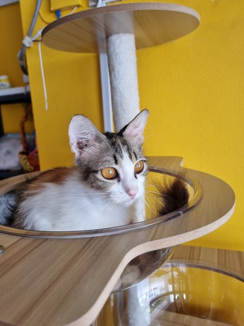 Melissa  - Calico Cat
