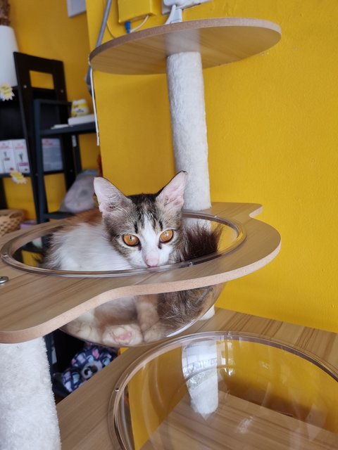 Melissa  - Calico Cat