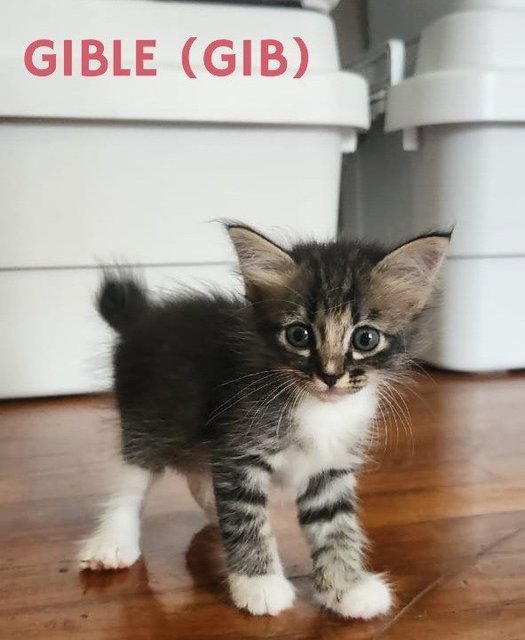 Gibble &amp; Togepi - Domestic Medium Hair Cat