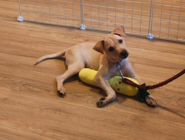 Ninja - Labrador Retriever Mix Dog