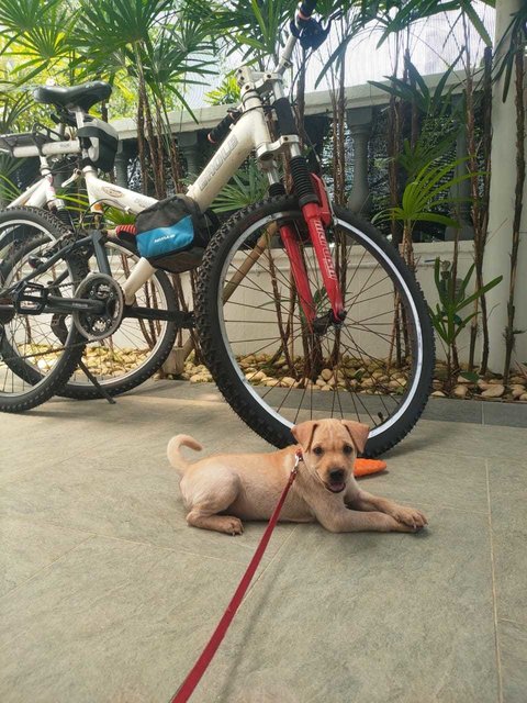 Ninja - Labrador Retriever Mix Dog