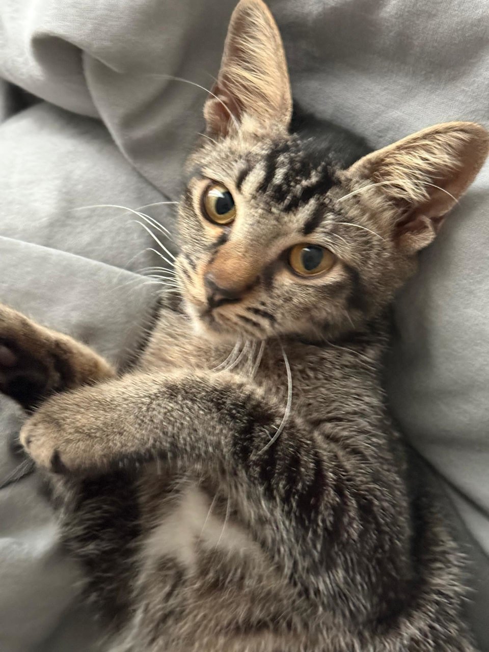 Chibi - Domestic Short Hair Cat