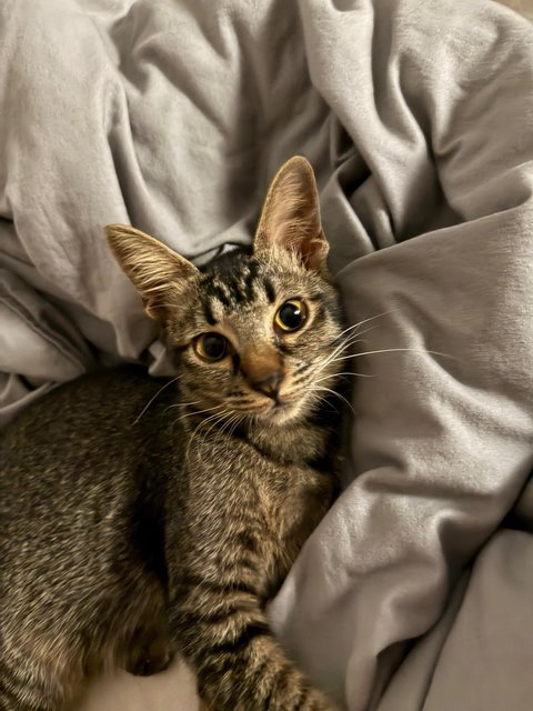 Chibi - Domestic Short Hair Cat