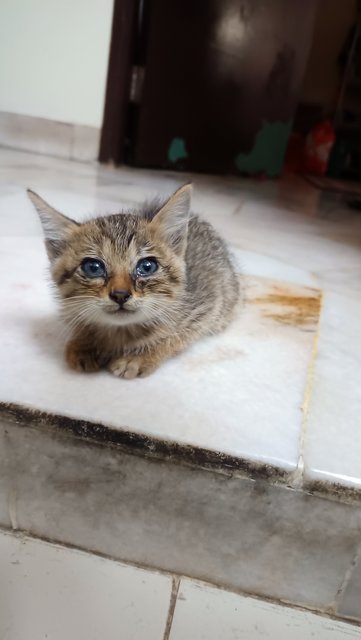 Jazz - Domestic Short Hair Cat