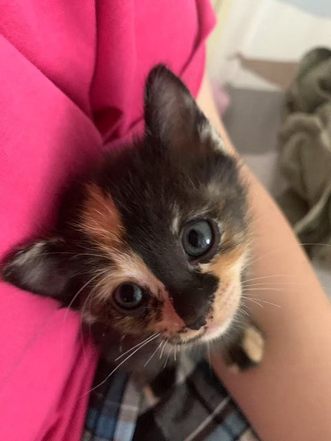 Flower - Domestic Long Hair + Calico Cat