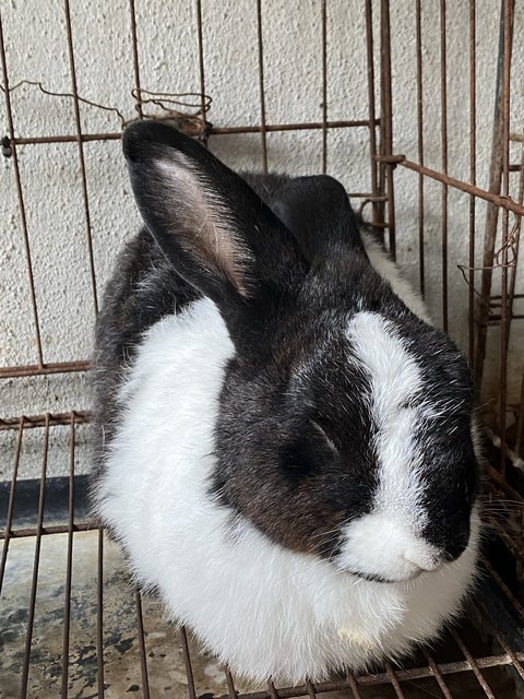 Ciko &amp; Ciki - Dutch + Flemish Giant Rabbit