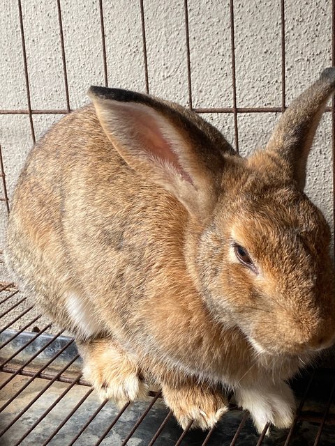 Ciko &amp; Ciki - Dutch + Flemish Giant Rabbit