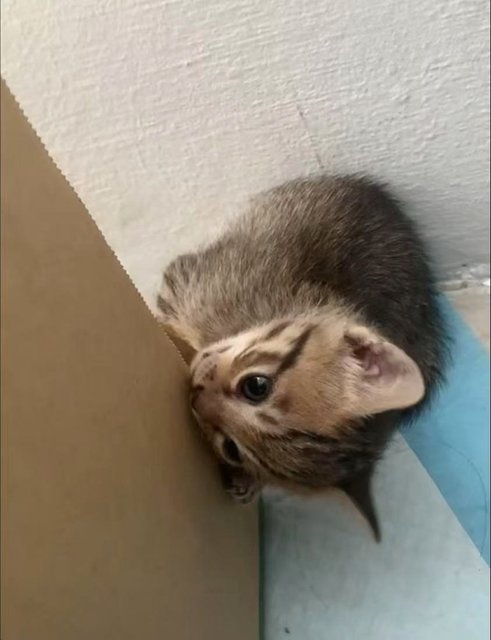 Tiger - Domestic Short Hair + Oriental Tabby Cat