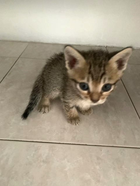 Tiger - Domestic Short Hair + Oriental Tabby Cat