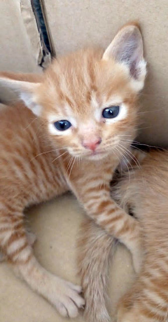 Teh O Family - Domestic Short Hair Cat