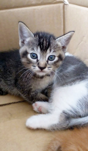 Teh O Family - Domestic Short Hair Cat