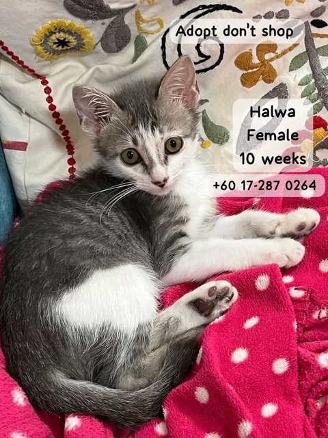 Halwa - Domestic Short Hair Cat