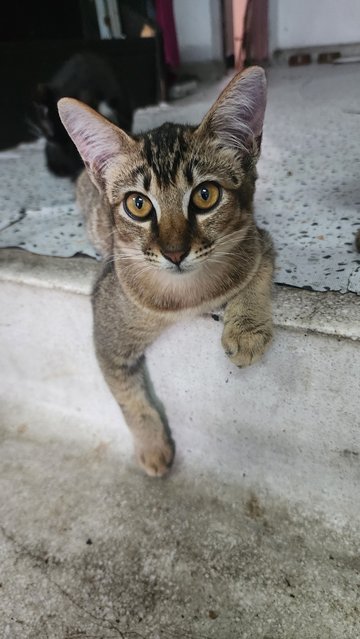 Kucing Manja - Domestic Short Hair Cat