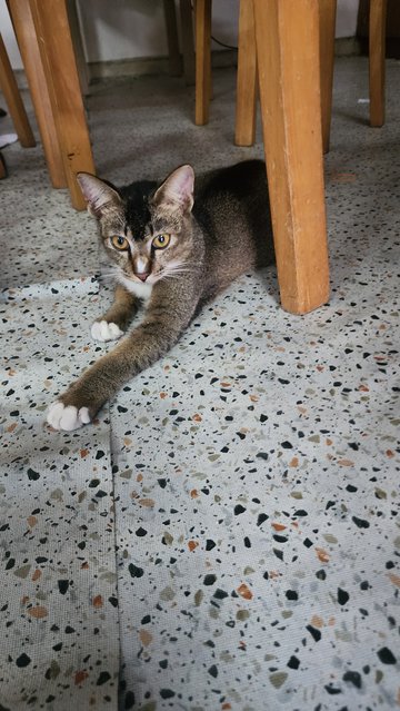 Kucing Manja - Domestic Short Hair Cat