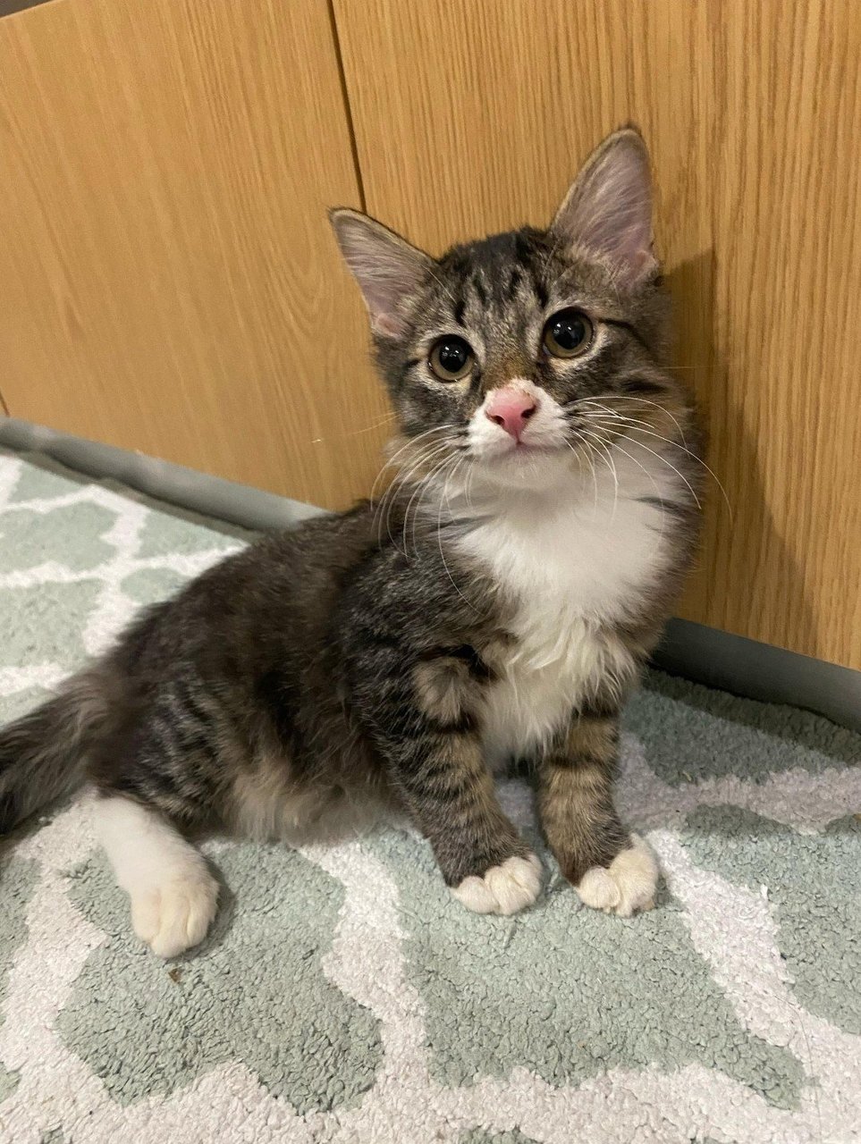 Paw &amp; Munchkin - Domestic Medium Hair + Calico Cat