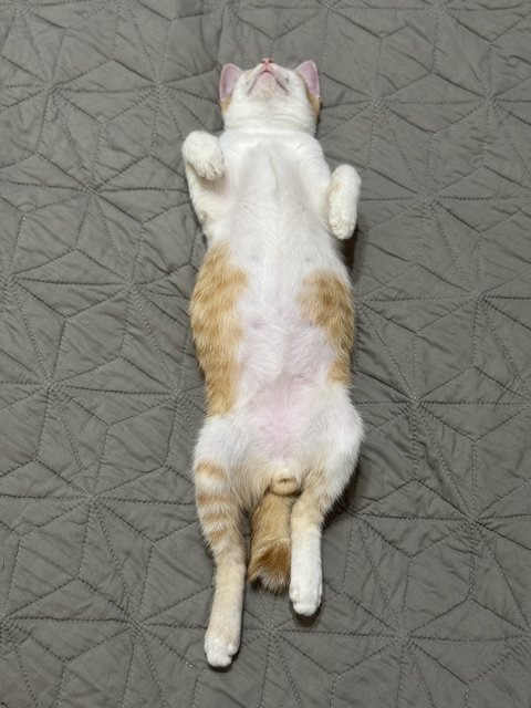 Pudding - Domestic Short Hair Cat