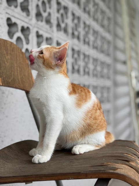 Pudding - Domestic Short Hair Cat
