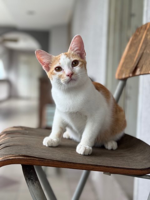 Pudding - Domestic Short Hair Cat