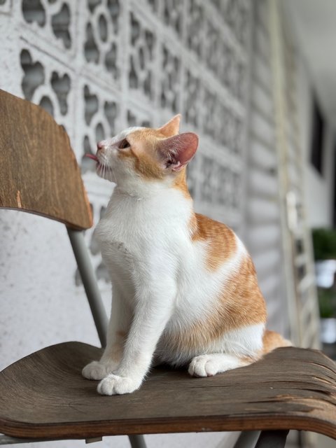 Pudding - Domestic Short Hair Cat
