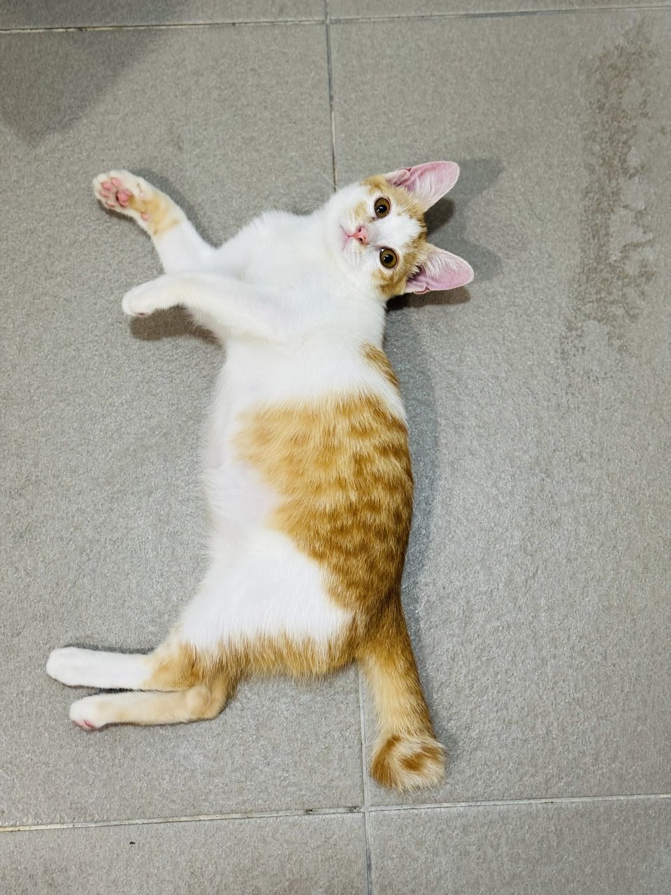 Pudding - Domestic Short Hair Cat
