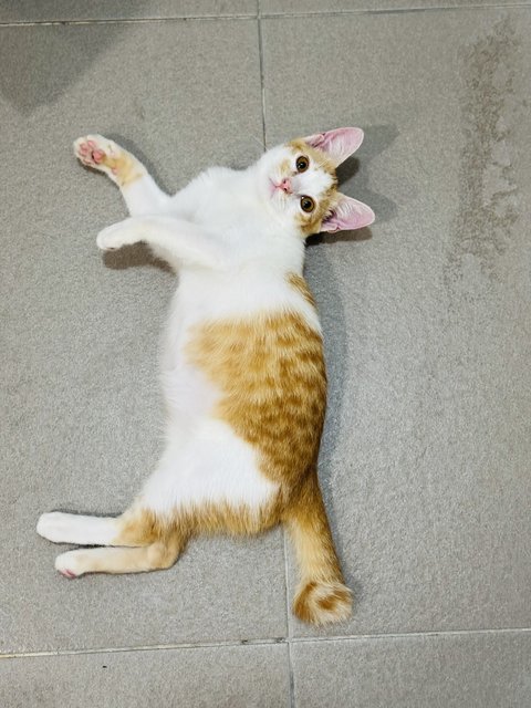 Pudding - Domestic Short Hair Cat
